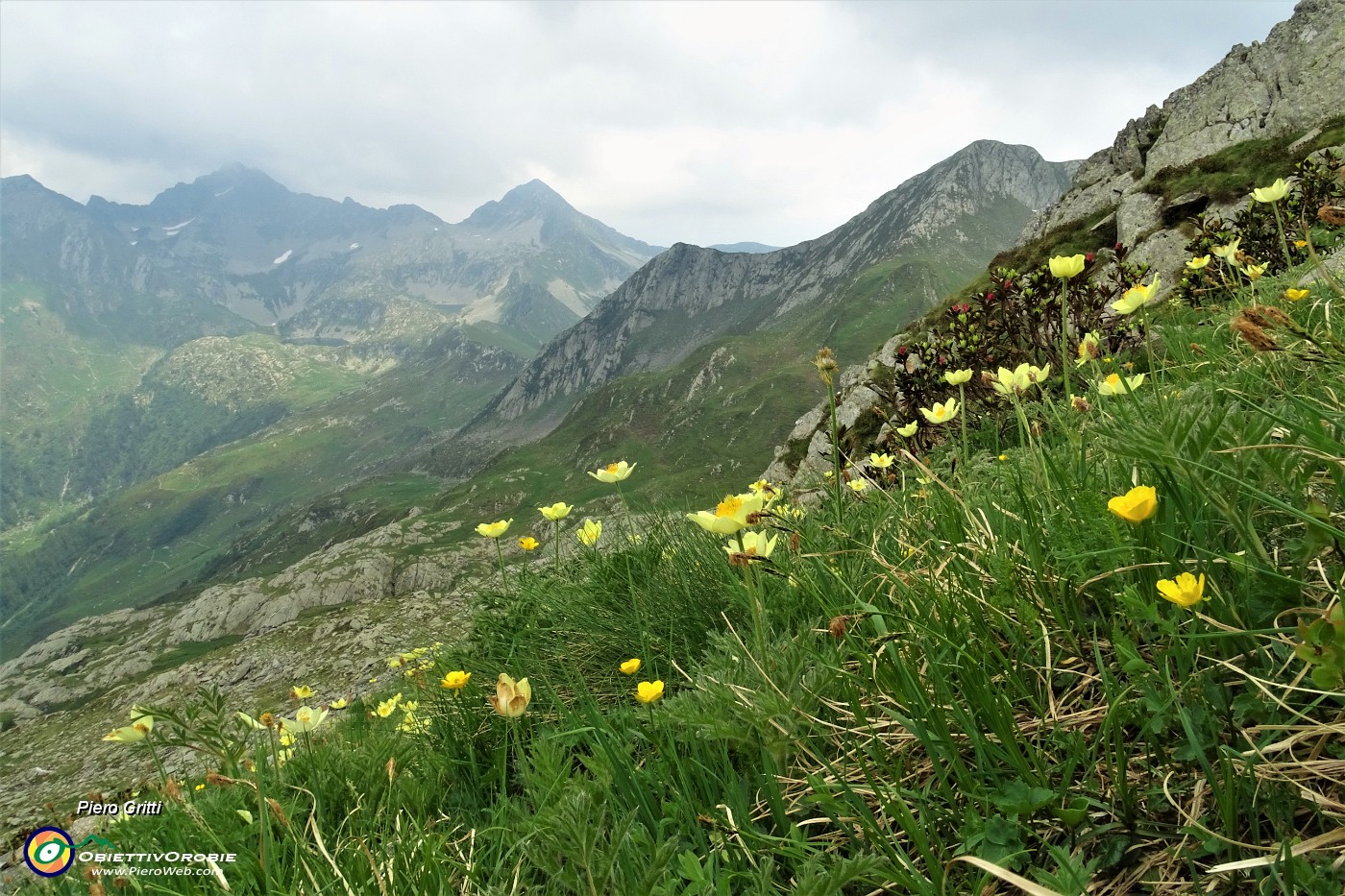 69 Pulsatilla alpina sulfurea con vista sul percorso per il Passo di Tartano.JPG